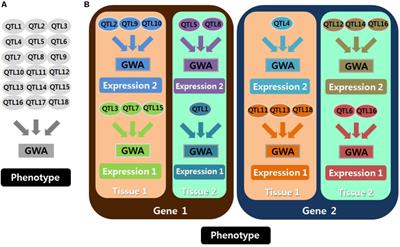 Genome-Wide Expression Quantitative Trait Loci Analysis Using Mixed Models